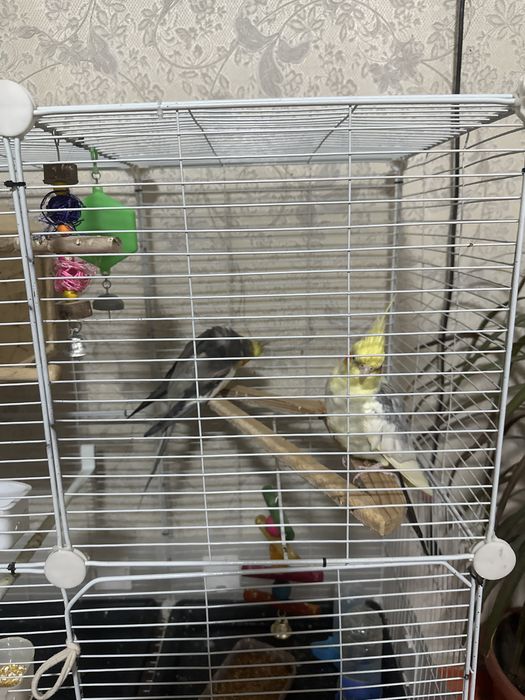 Корелла сатылады