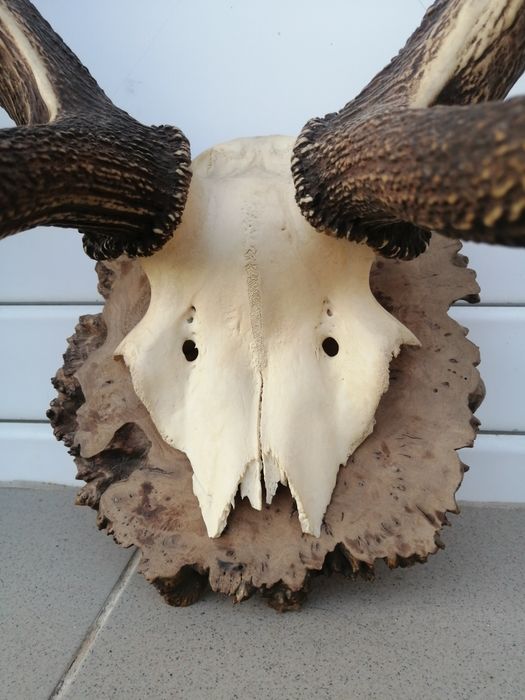 Рога, трофей от елен