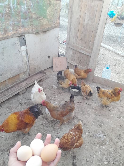 8 тауық 1 атеш. туып тұр