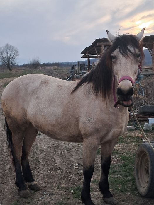 Vând două iepe și o mânză
