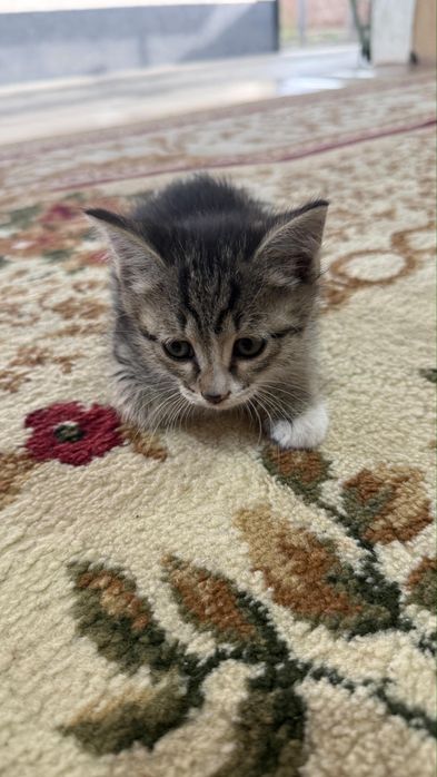 Отдадим бесплатно  котят