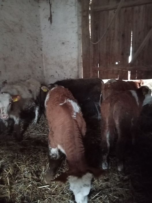 Vând 17 viței 9 femele și 8 masculi