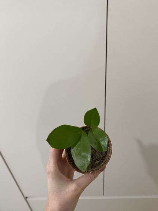 Продам замиокулькас