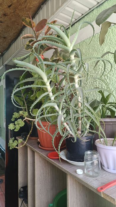 Алоэ древовидное