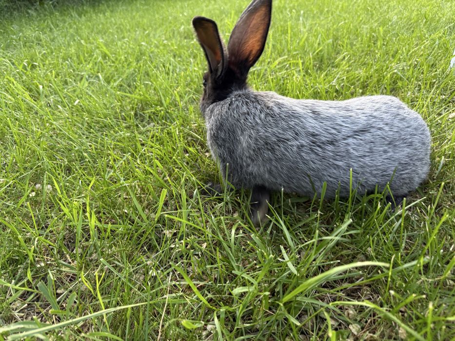 Крольчата Полтавское серебро