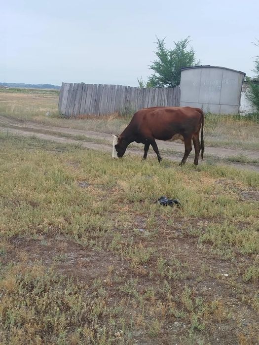 Продам весь скот