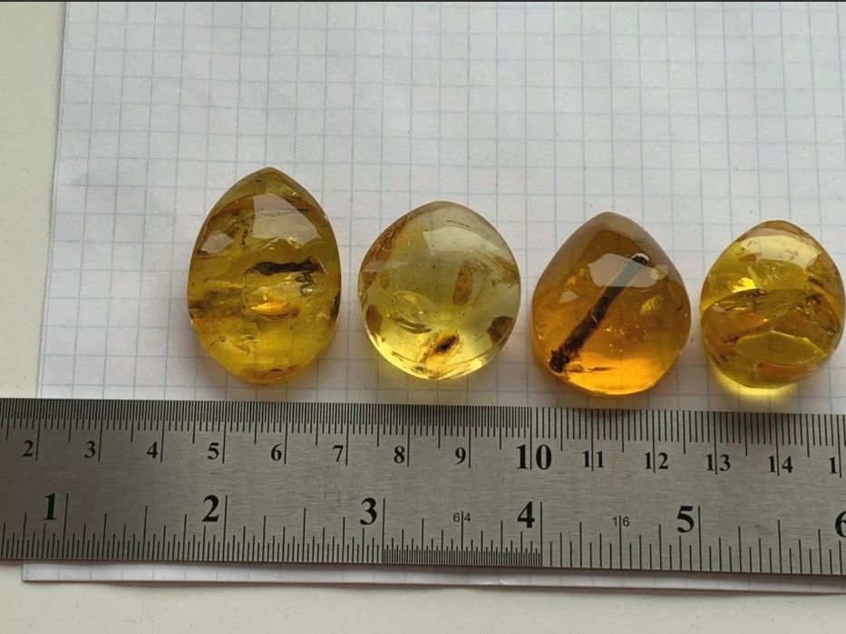 Уникални Балтийски кехлибари с отлично съхранени фосили