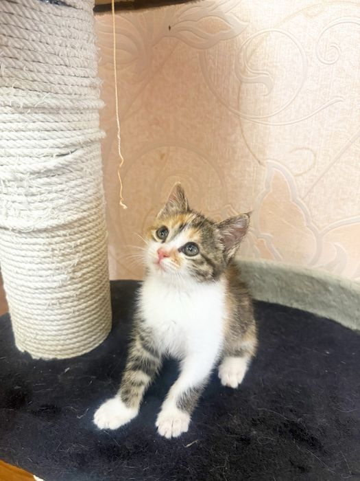 Бесплатно отдаем в хорошие руки котенка