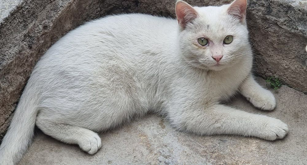 Mushuk bolasi 6 oylik o'g'ilbola