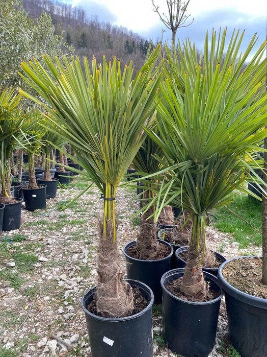 Plante Ornamentale pentru Exterior si Alei