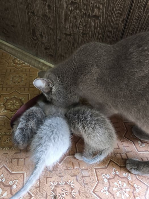 Отдам котят Британки