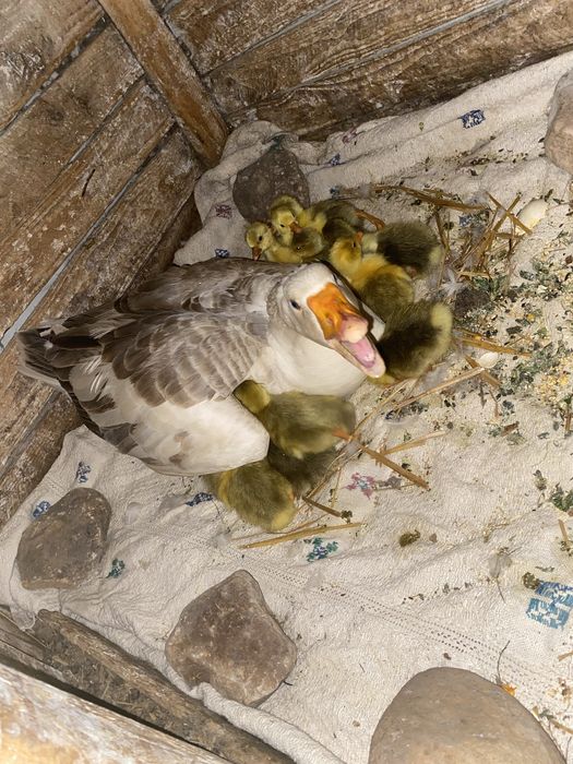 Vând boboci de Gâscă!