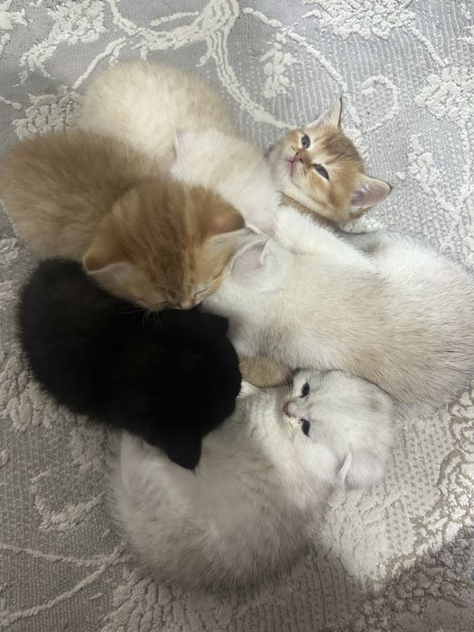 Sotiladi: Britanskiy Shinshilla mushukchalar narxini kelishiladi