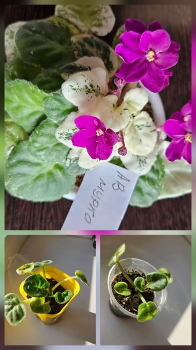 Продам фиалки сортовые