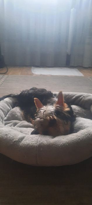 Йоркширский терьер, мальчик