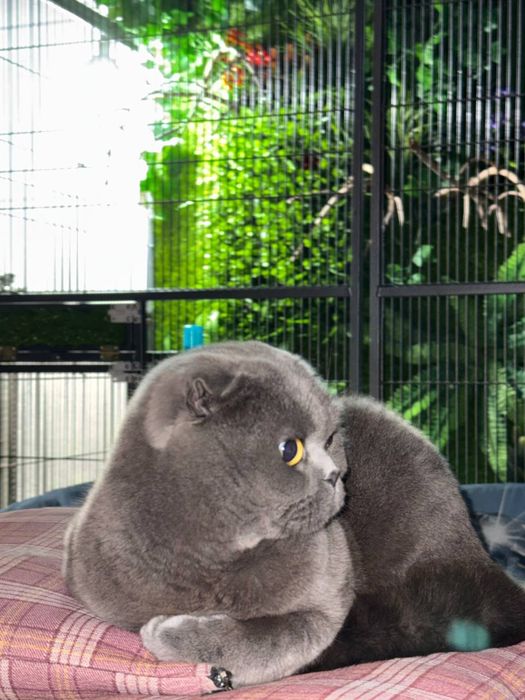 Кот британский 3 года
