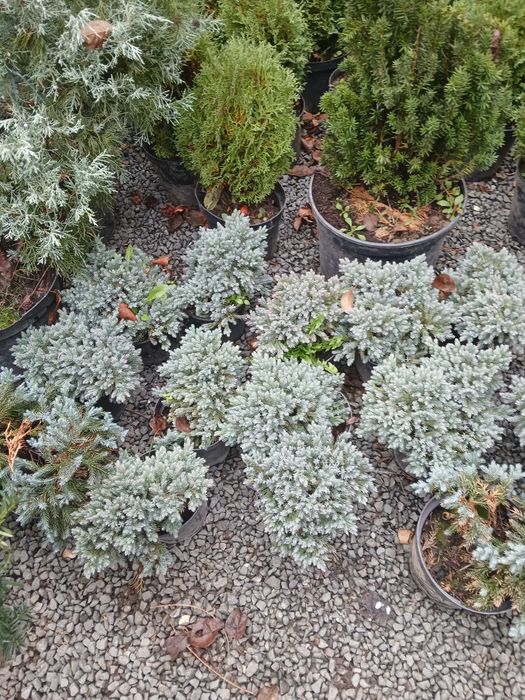 Plante ornamentale