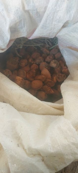 urik g'ulin sotiladi yaxsh qurt tushmagan toza