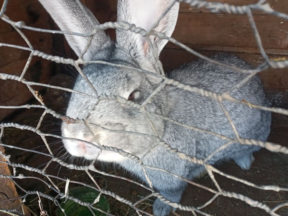 Крол хороший 6 месяцев