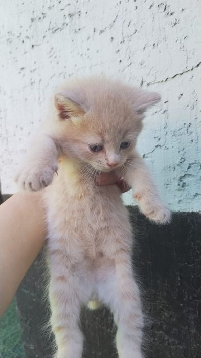 4 котят 1,5 месяца
