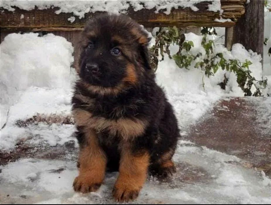 Продам щенков немецкой овчарки