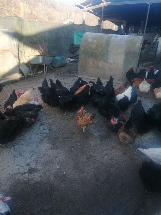 Oua proaspete de vanzare