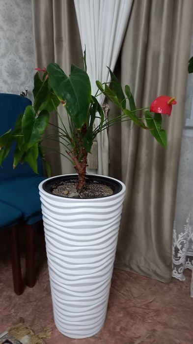 Комнатные растения