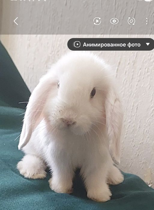 Лучший подарок себе и ребенку- декоративный кролик