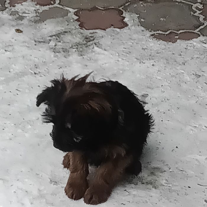 Отдам щенка в хорошие руки