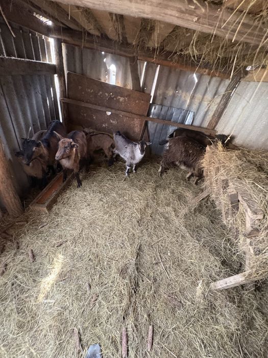 Vand 8 capre , metis cu alpin fracez