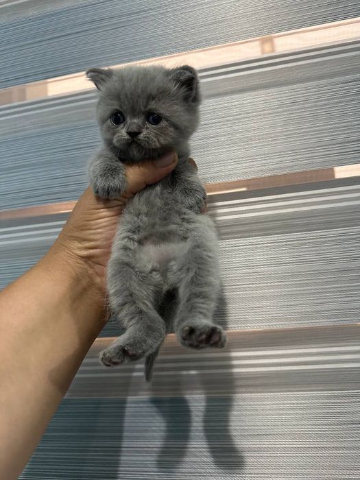 Scottish Fold mushuk