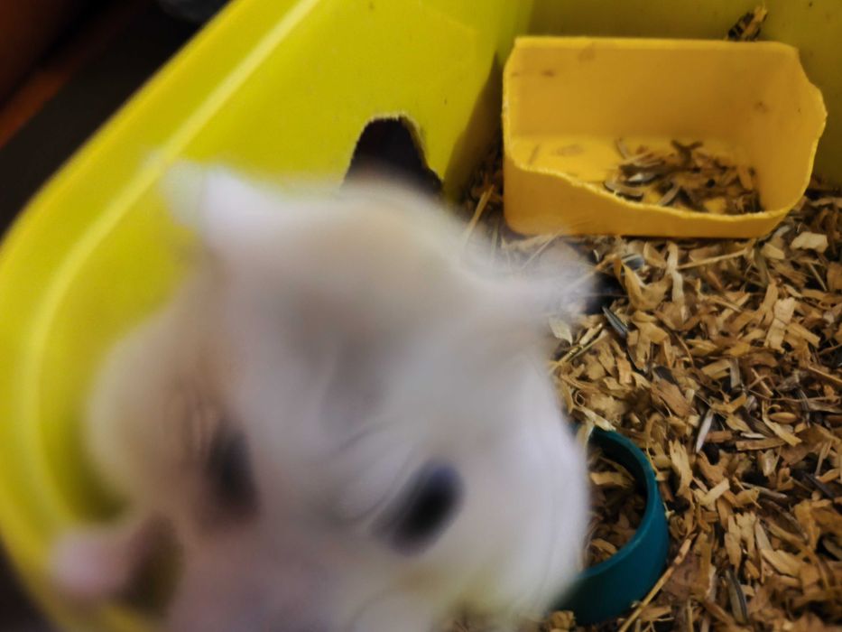 Hamster femelă în vârstă de un an