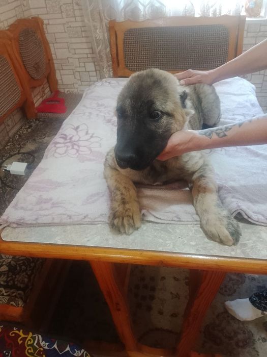 Продажа Алабай 2 месяца щенку