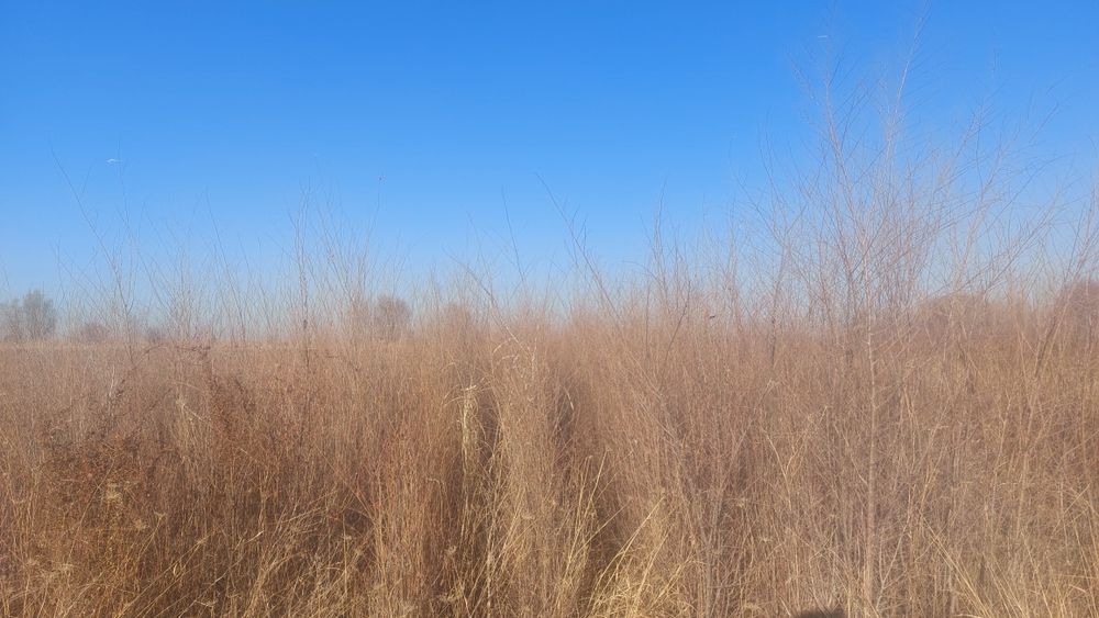 Қарағаш көшеттері