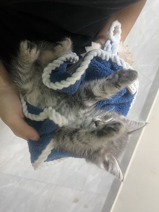 котенок домашни чистый