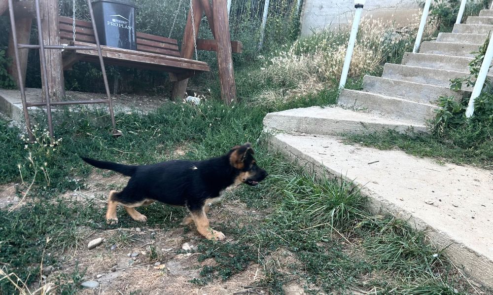 Pui ciobănesc german cu pedegree din părinți import