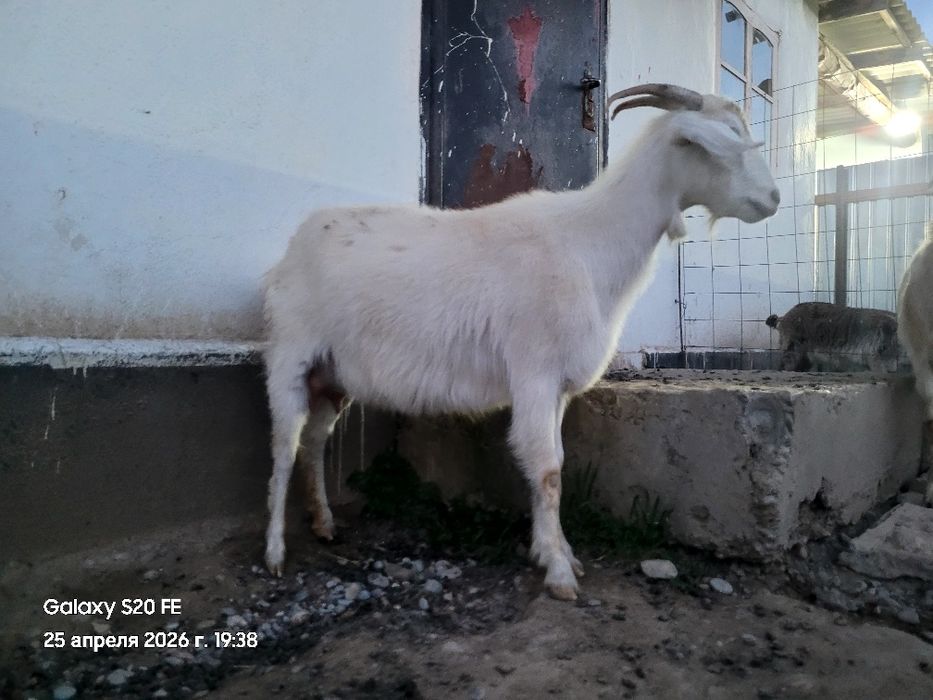 Ешкілер сауынды.