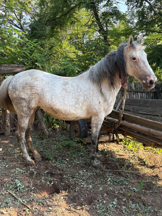 Vând iapa sura !