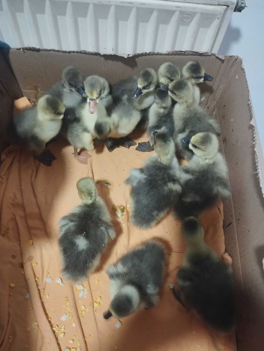 Vând ouă de gâscă incubat și consum