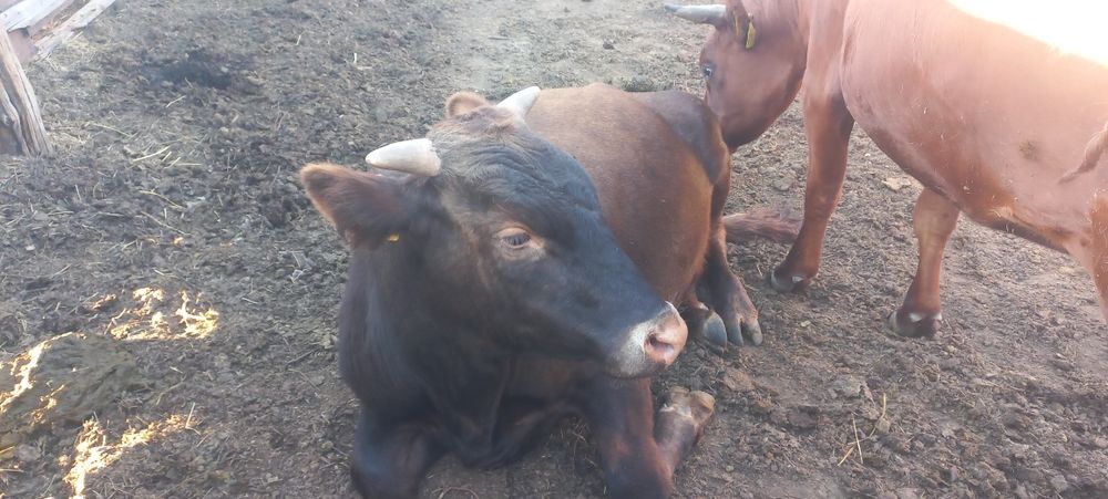 Продам кастрированного бычка.
