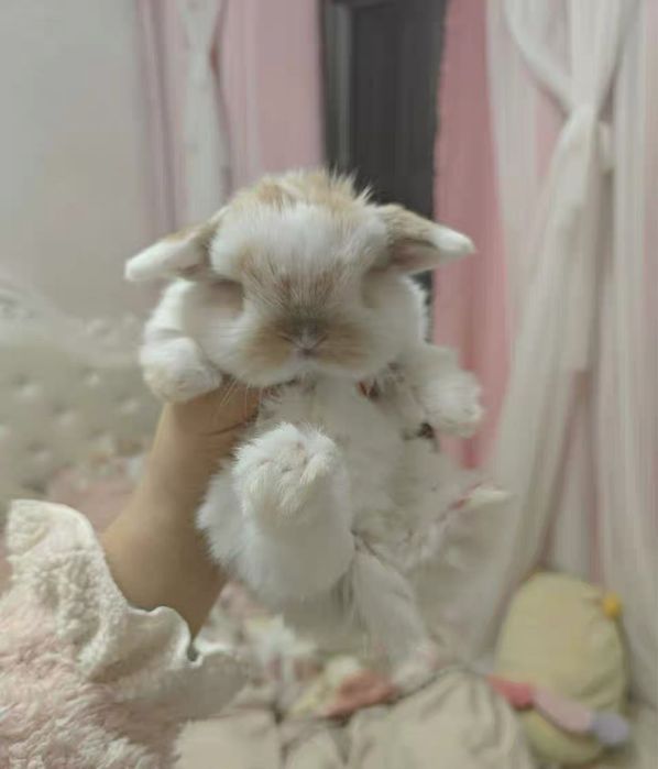 Karlik o’smaydigann quyonchalar