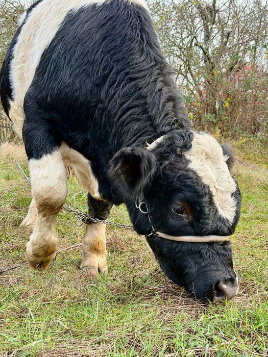 Vand taur, varsta 11 luni