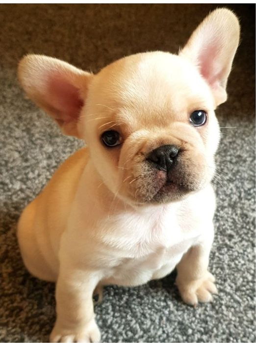 Французский бульдог щенки