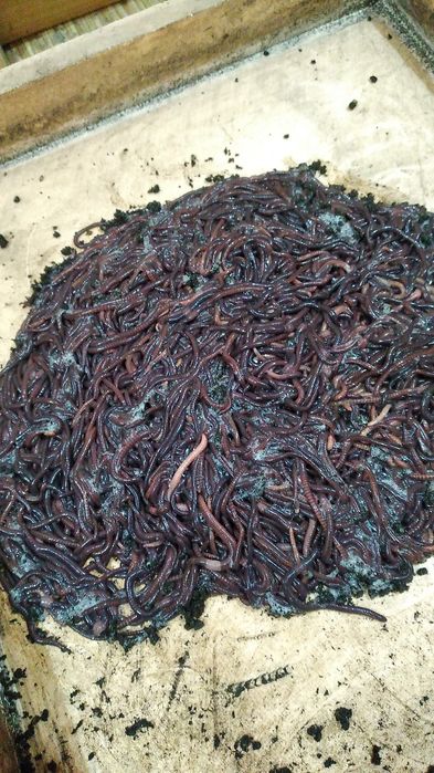 Коконы дождевого червя Чёрный принц.