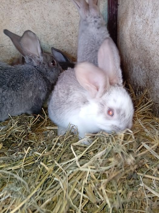 Iepuri, varsta 2 luni