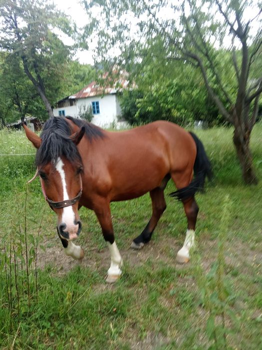 Vând cal în Nehoiu