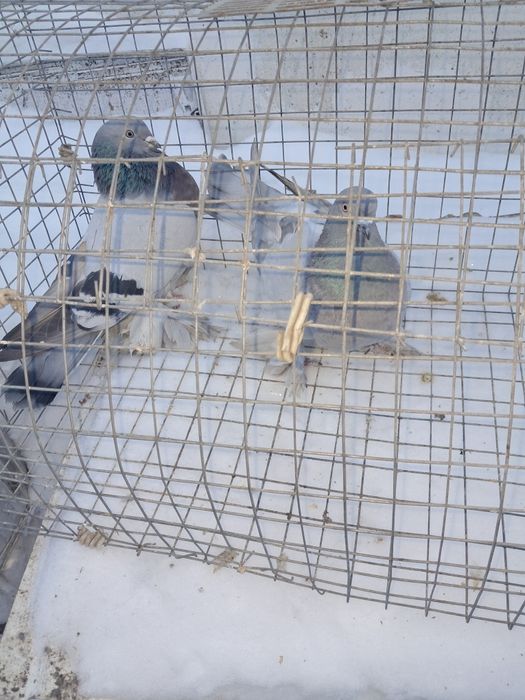 Породистые голуби