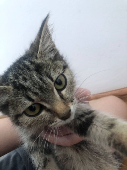 Котёнок, бесплатно