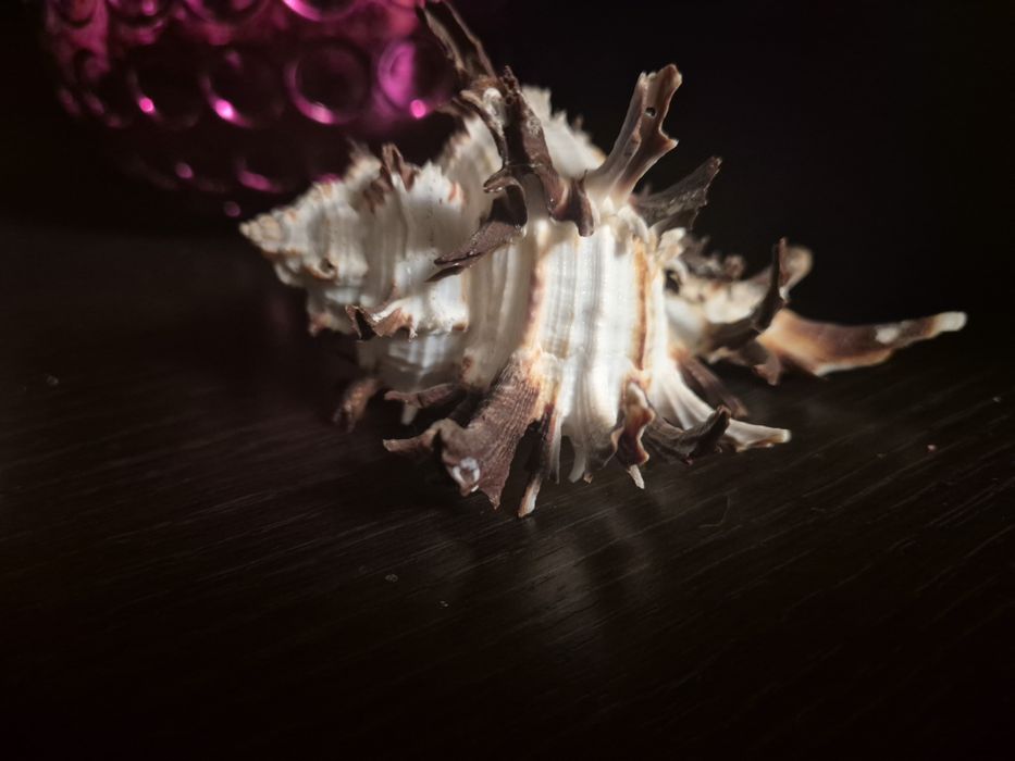 Ракушки разные разные