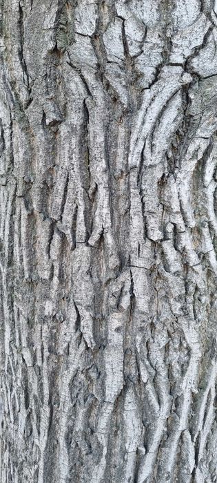 Продам дерево орех на спил!